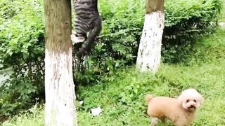 Funny cat - a cat being chased by a dog
