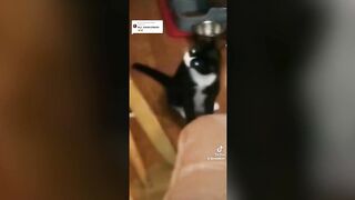 This Cat Is Adorably Mad | Funny Pet Videos 2023
