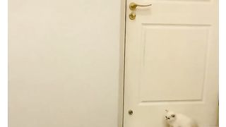 CuteCat #2