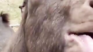 Are the sheep talking?