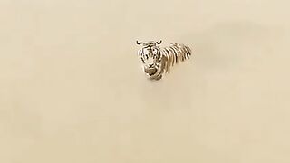 Tiger vs duck