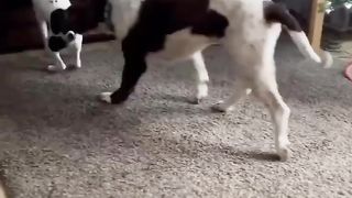 Puppies are so annoying