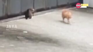 SI OYEN PREMAN
