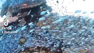 Océan Nature