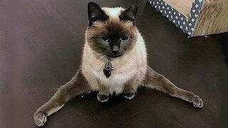 FUNNY CAT MEMES COMPILATION OF 2022 2