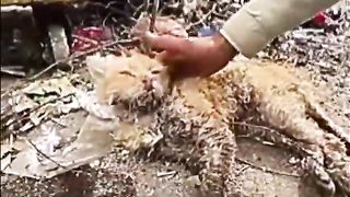 Oyen yg malang