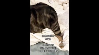 Funny Pets That Will Change Your Mood For Good ????