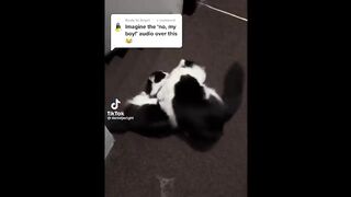 Funniest Animals Videos 2023 - Try Not To Laugh Funny Dogs And Cats