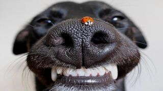 Funny Animals That Will Change Your Mood For Good ????