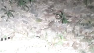 catch a striped snake