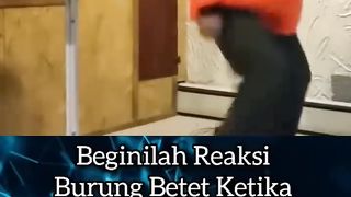 The real bird angry and man funny????