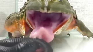 BULLFROG EATS EVERYTHING