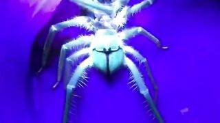 CAMEL SPIDER|THE CAMEL EATER