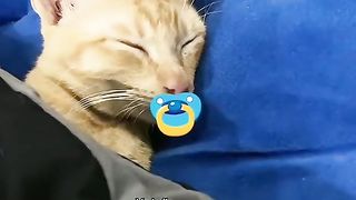 nyenyak banget nihh