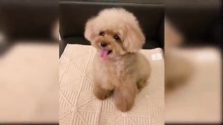 Baby Dogs - Cute and Funny Dog Videos Compilation #3 | Aww Animals 7