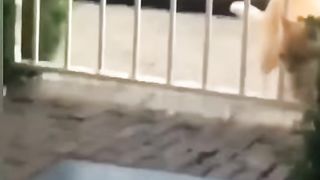 Cute & Funny Meilleure vidéo d'animaux les plus drôles de 2023