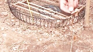 Bird trap