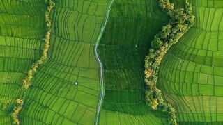 Pemandangan Persawahan indonesia