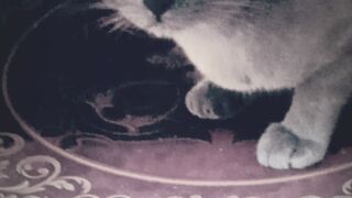 The sharp gaze of the cat from Indonesia