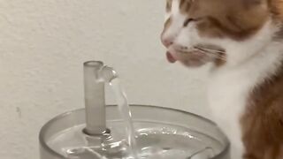 CuteCat #3