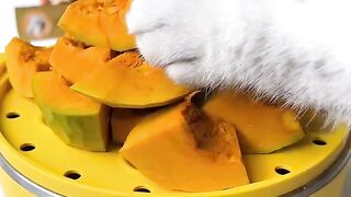 Cute cat who is good at cooking