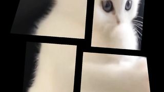 Kucing imut part 6