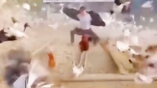tingkah lucu hewan peliharaan !!