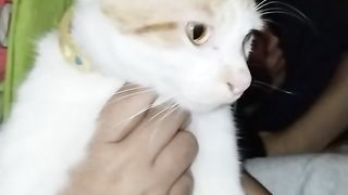 Meong