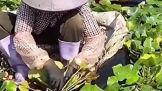Has anyone tried peanuts from this aquatic plant