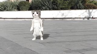 Dancing cats 2