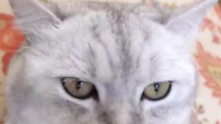 Funny cats dog and animals videos 2