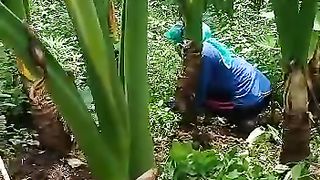 Kebun talas bahan pembuat rokok