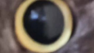Funny cats dog and animals videos 3