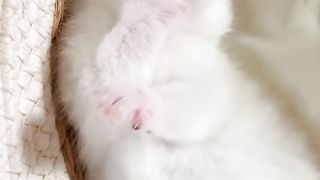 Funny cats dog and animals videos 5