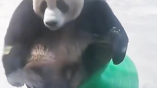 Funny panda 4