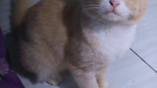 kucing