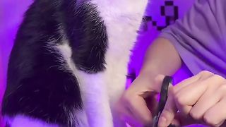 Cat Cosplay