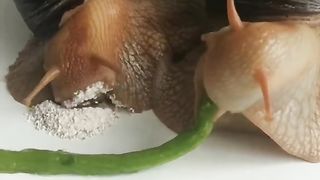 SNAIL EATS