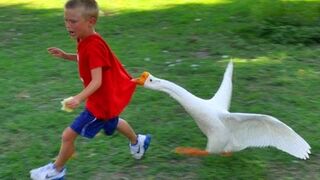 Kids and Babies meeting Farm and Zoo animals for the first Time - Hilarious Réactions