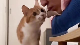 Funny cat kiss