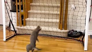 Fanny Cat 2