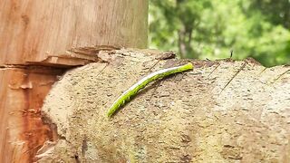 Rare snake