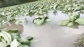 Lombok 2