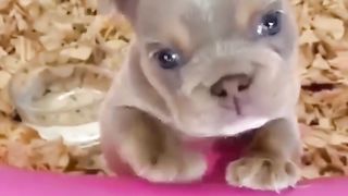 Animals moment
