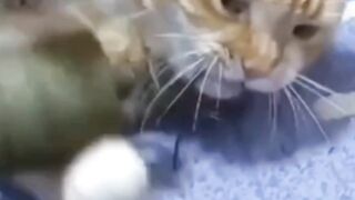 Funny_meme ???? #funnyvideos #funny #troll #catfunny #viral #family #foryou #fyp