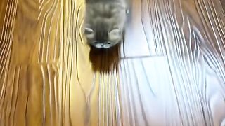 Cutie Cat