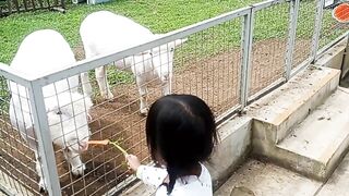 Time for Animal feeding