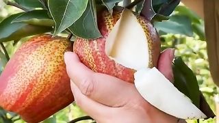 Enjoy Beautiful Fruit Nature life ???? 2