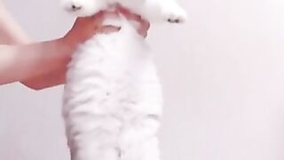 Cute cat moment 2