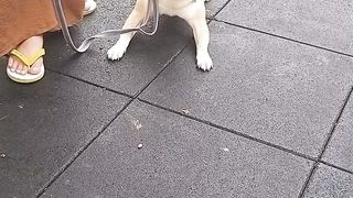 funny dog 11